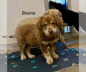 Australian Retriever Dogs for adoption in Cave Creek, AZ, USA