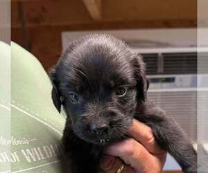 Golden Retriever-Unknown Mix Dogs for adoption in Bolivar, MO, USA