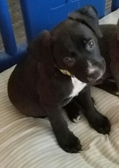 Shepradors Dogs for adoption in Katy, TX, USA