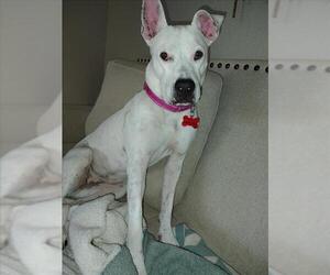 American Pit Bull Terrier-Unknown Mix Dogs for adoption in Las Vegas, NV, USA