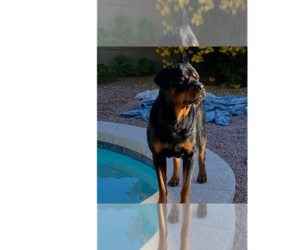 Rottweiler Dogs for adoption in Gilbert, AZ, USA