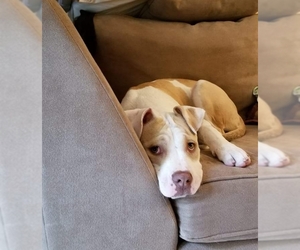 American Bulldog Dogs for adoption in Irving, TX, USA