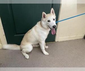 Siberian Husky Dogs for adoption in Pasadena, CA, USA
