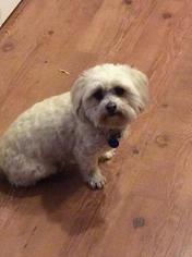 Shih Apso Dogs for adoption in Millville, UT, USA