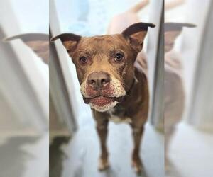 American Pit Bull Terrier-Unknown Mix Dogs for adoption in Santa Cruz, CA, USA