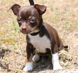Chihuahua Dogs for adoption in Monroe, GA, USA