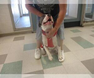 American Pit Bull Terrier-Unknown Mix Dogs for adoption in Oklahoma City, OK, USA