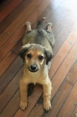 Doxie-Pin Dogs for adoption in Buffalo, NY, USA