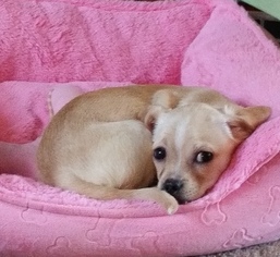 Chiweenie Dogs for adoption in Pataskala, OH, USA