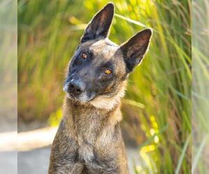 Mutt Dogs for adoption in Camarillo, CA, USA