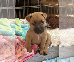 Mutt Dogs for adoption in Euless, TX, USA