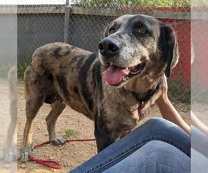 Catahoula Leopard Dog Dogs for adoption in Austin, TX, USA