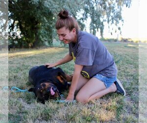 Rottweiler Dogs for adoption in Grantsville, UT, USA
