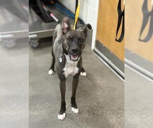 German Shepherd Dog-Unknown Mix Dogs for adoption in Forestville, MD, USA