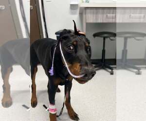 Doberman Pinscher Dogs for adoption in Aurora, OH, USA
