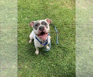 American Pit Bull Terrier-Unknown Mix Dogs for adoption in Vero Beach, FL, USA