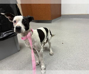Chihuahua Dogs for adoption in Rancho Cucamonga, CA, USA