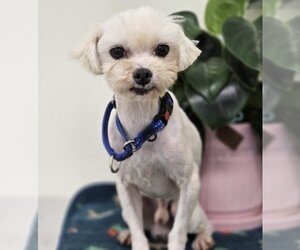 Maltese Dogs for adoption in Agoura Hills, CA, USA
