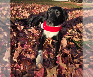 Labrador Retriever-Unknown Mix Dogs for adoption in Brooklyn Center, MN, USA