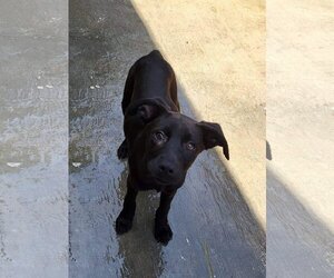 Labrador Retriever-Unknown Mix Dogs for adoption in Inglewood, CA, USA