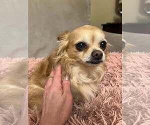 Chihuahua-Unknown Mix Dogs for adoption in Shillington, PA, USA
