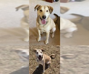 Australian Shepherd-Siberian Husky-Unknown Mix Dogs for adoption in Chantilly, VA, USA