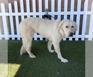 Golden Retriever-Kuvasz Mix Dogs for adoption in Modesto, CA, USA