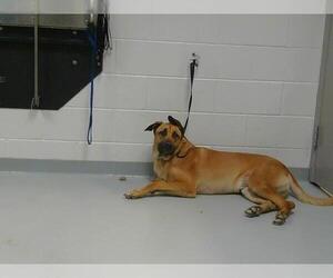 German Shepherd Dog Dogs for adoption in St. Cloud, FL, USA