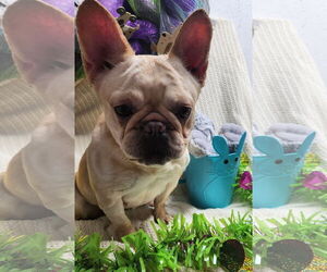 French Bulldog Dogs for adoption in Smithfield, PA, USA