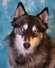Medium Photo #83 Siberian Husky-Unknown Mix Puppy For Sale in Eureka, CA, USA