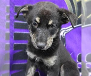 Mutt Dogs for adoption in Thief River Falls, MN, USA