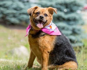 Puggle Dogs for adoption in Shakopee, MN, USA