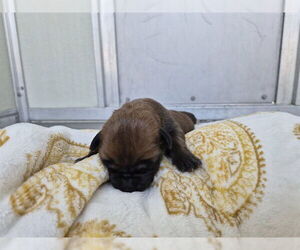 Mastiff Dogs for adoption in Corona, CA, USA