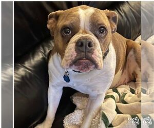 Bulldog-Unknown Mix Dogs for adoption in Washington, DC, USA