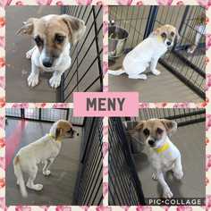 Minnie Jack Dogs for adoption in Mesa, AZ, USA