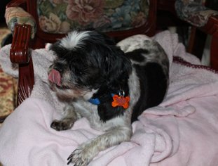 Shih Tzu Dogs for adoption in Bellevue, WA, USA