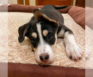 Siberian Husky-Unknown Mix Dogs for adoption in Omaha, NE, USA