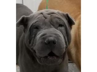 Chinese Shar-Pei Dogs for adoption in Henderson, NV, USA