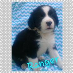Border Collie-Unknown Mix Dogs for adoption in Wolfeboro, NH, USA