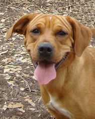 Golden Retriever-Unknown Mix Dogs for adoption in San Antonio, TX, USA