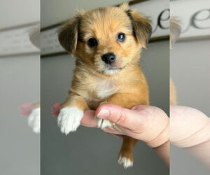 Chihuahua-Unknown Mix Dogs for adoption in Tampa, FL, USA