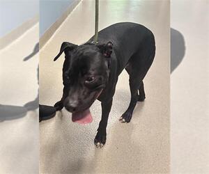 Labrador Retriever Dogs for adoption in Fort Lauderdale, FL, USA