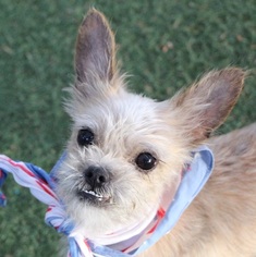 Chihuahua Dogs for adoption in Las Vegas, NV, USA