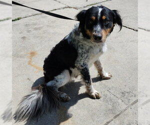 Australian Shepherd Dogs for adoption in San Antonio, TX, USA