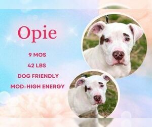American Pit Bull Terrier-Unknown Mix Dogs for adoption in Martinsburg, WV, USA