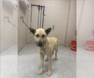 Australian Kelpie-Unknown Mix Dogs for adoption in Conroe, TX, USA