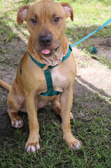 Mastiff-Unknown Mix Dogs for adoption in Ruskin, FL, USA