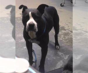American Staffordshire Terrier-Unknown Mix Dogs for adoption in Tallahassee, FL, USA