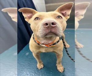 Bulldog Dogs for adoption in Mobile, AL, USA