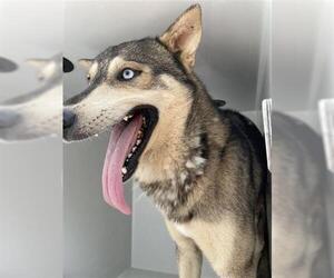 Huskies -Unknown Mix Dogs for adoption in Houston, TX, USA